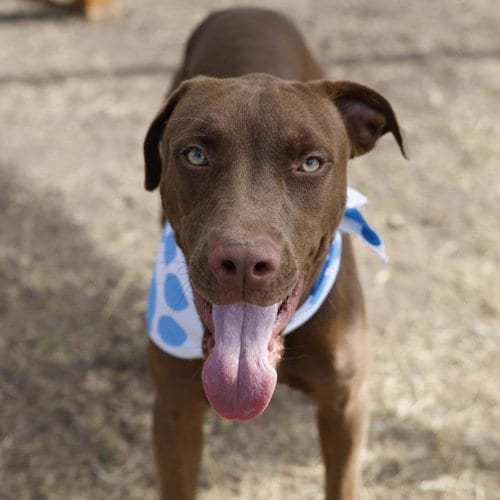 Photo of Mer, adoptable Labrador Retriever in San Antonio, Texas