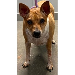 Photo of Buttercup, adoptable Terrier (Unknown Type, Medium) in San Antonio, Texas