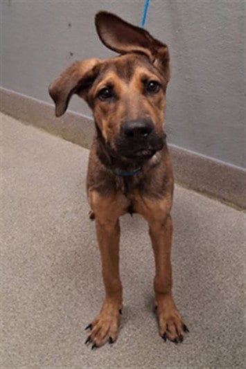 Photo of Nitty Gritty, adoptable German Shepherd Dog in Las Vegas, Nevada