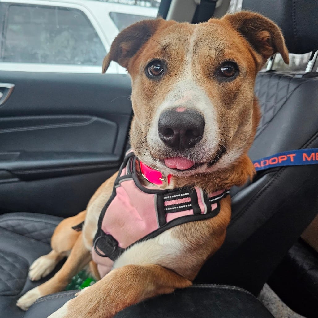 Photo of Debutante, adoptable Hound in Mount Vernon, Arkansas