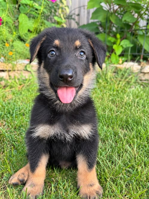 Photo of Howloween Hound, adoptable German Shepherd Dog in Hillside, Illinois