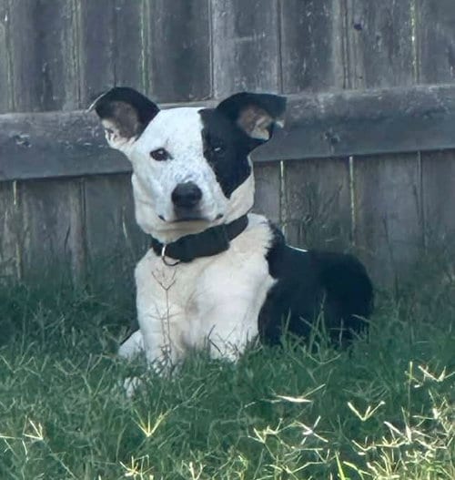 Photo of Asher, adoptable Pit Bull Terrier in OKLAHOMA CITY, Oklahoma