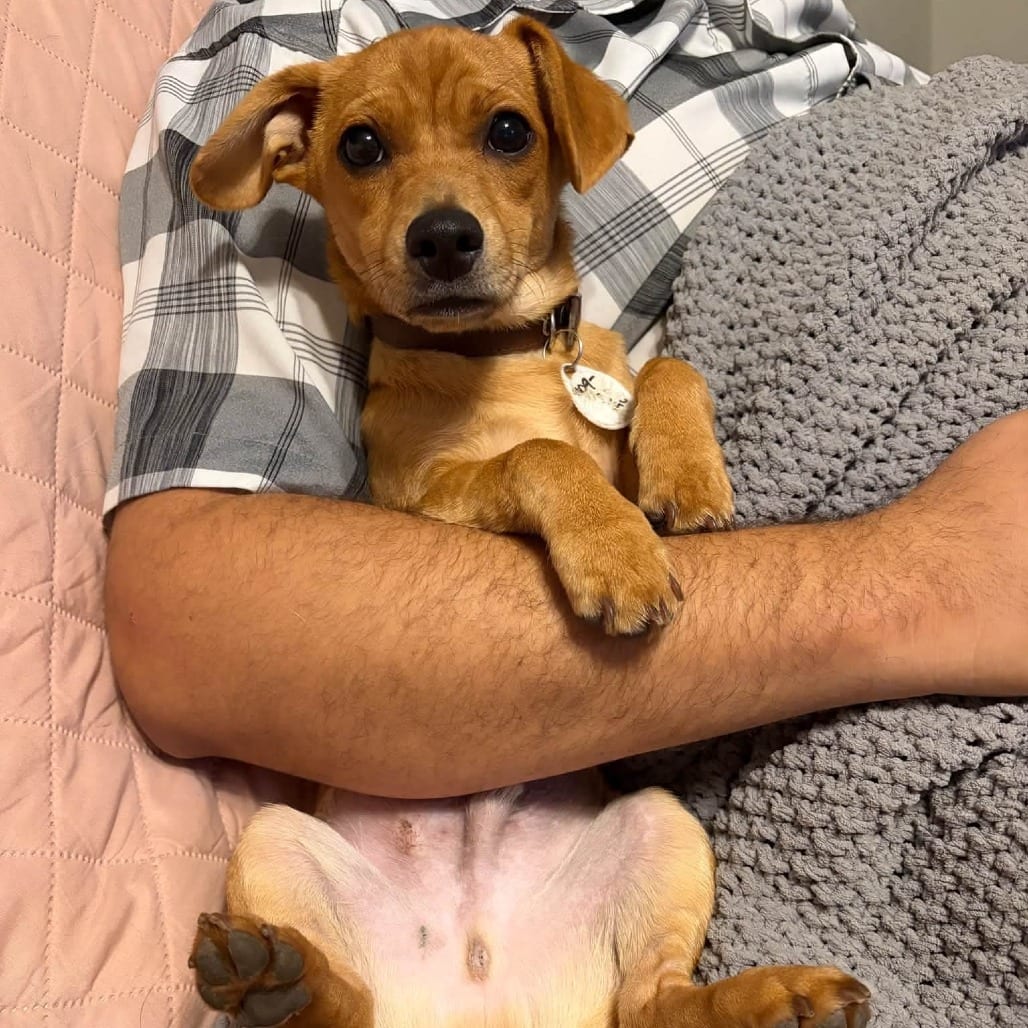 Photo of Buddy, adoptable Chihuahua / Terrier, Yorkshire, Yorkie in Normal, Illinois