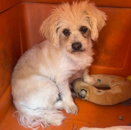 Photo of Arthur, adoptable Maltese in Apple Valley, California