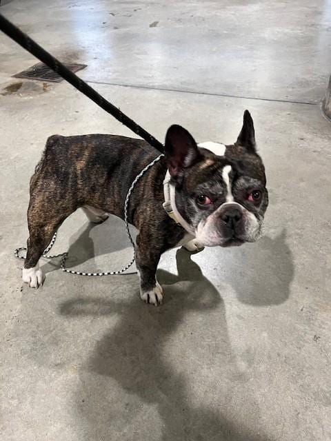 Photo of Simmy, adoptable French Bulldog in Miami, Florida