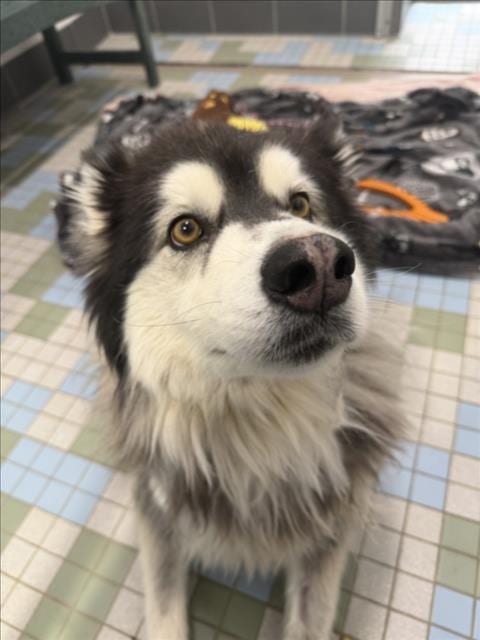 Photo of Theo, adoptable Alaskan Malamute in Fort Collins, Colorado