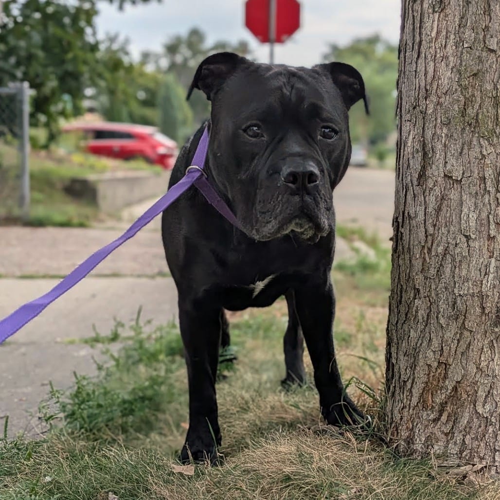 Photo of Bubbasaur D12195, adoptable Bulldog, American / Terrier, Pit Bull in Princeton area, Minnesota