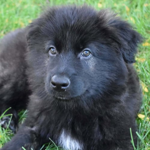 Photo of Smoky, adoptable Shepherd in Normal, Illinois