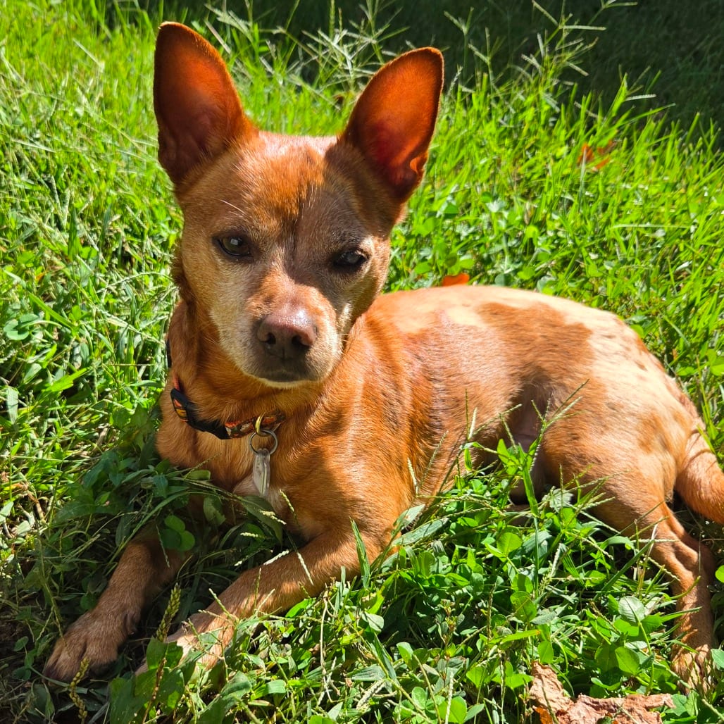 Photo of Frito, adoptable Chihuahua, Short Coat in Fairfax Station, Virginia