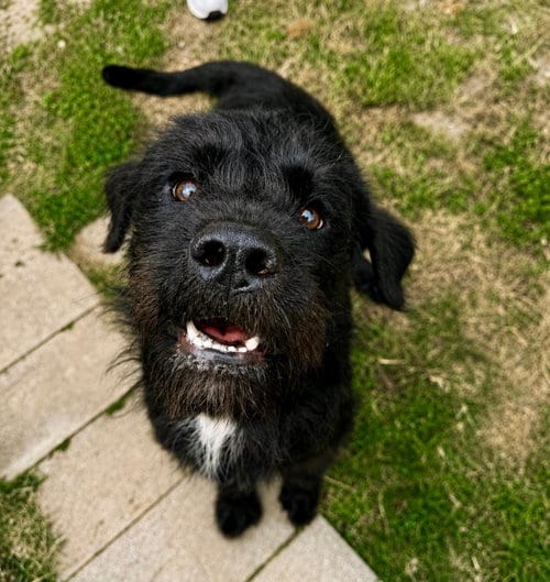 Photo of Fletch, adoptable Schnauzer in Houston, Texas