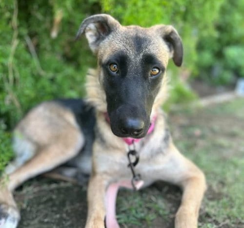 Photo of Sheep, adoptable German Shepherd Dog in Bakersfield, California