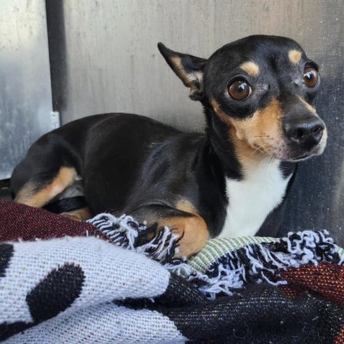 Photo of Sophie, adoptable Chihuahua in San Antonio, Texas