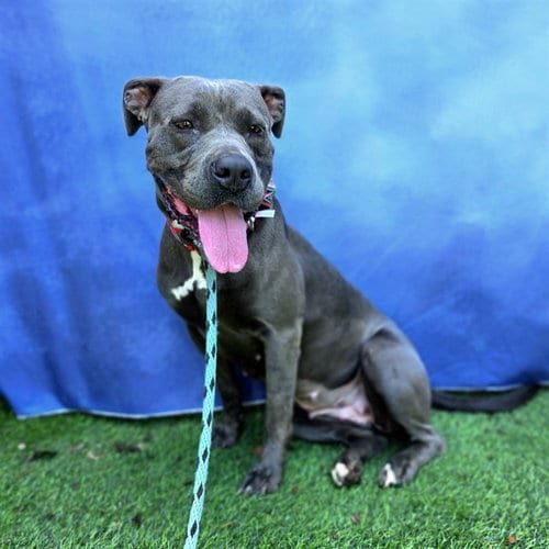 Photo of Ella, adoptable Pit Bull Terrier in Long Beach, California