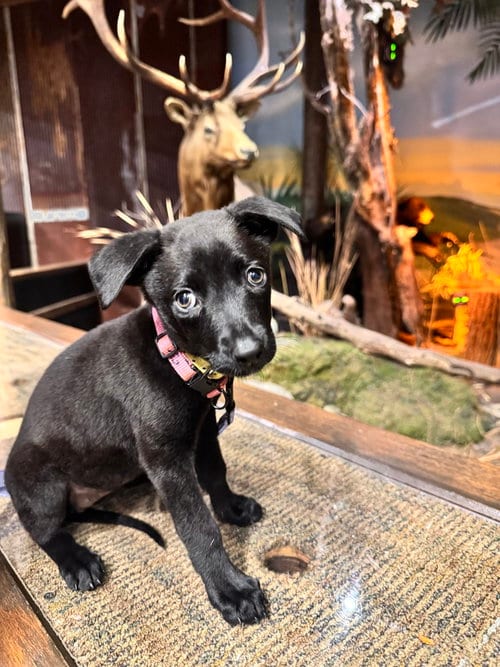 Photo of Fish Litter - Shiner - Located in FL, adoptable Belgian Shepherd Malinois in Imlay City, Michigan