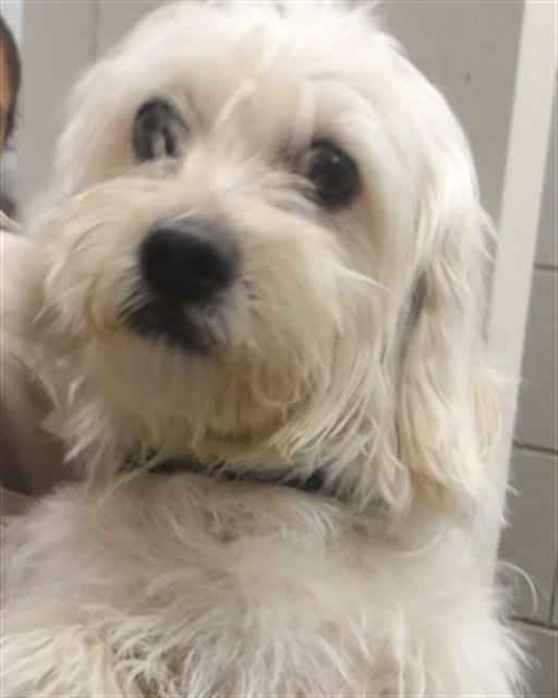 Photo of Gucci, adoptable Maltese mix in Chicago, Illinois