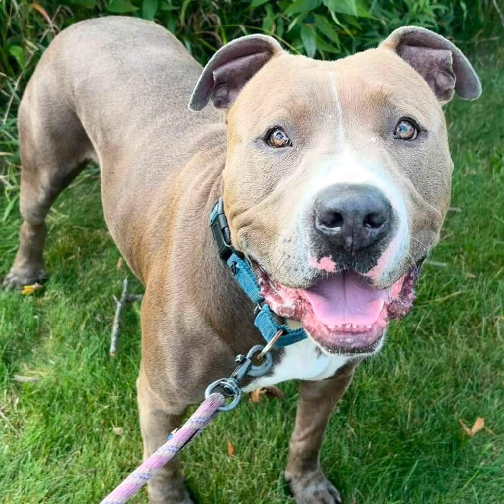Photo of Dexter, adoptable Terrier, American Pit Bull in Riverwoods, Illinois