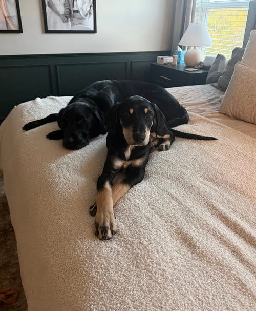 Photo of Spinach (m), adoptable Hound in Nashville, Tennessee
