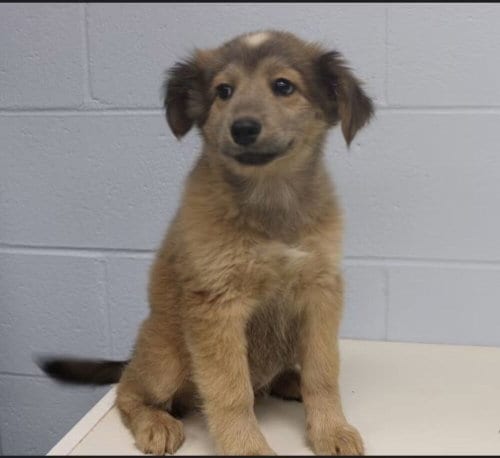 Photo of Caramel, adoptable Labrador Retriever in garner, North Carolina