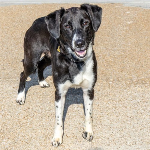 Photo of Katie, adoptable Border Collie in St Louis, Missouri