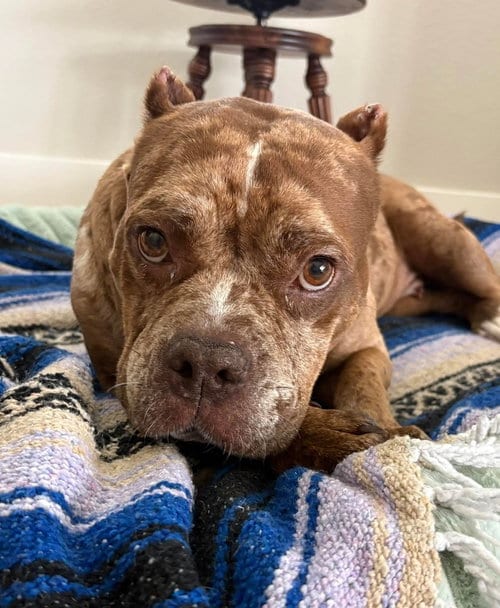 Photo of Marbles, adoptable Bulldog in oakland, Florida
