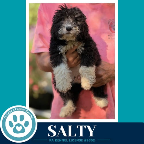 Photo of Salty (Seashore Squad) 101726, adoptable Poodle (unknown type) in Kimberton, Pennsylvania