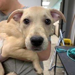 Photo of Lindsey, adoptable Mixed Breed (Medium) in Maumee, Ohio
