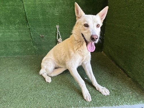 Photo of Perceval, adoptable Siberian Husky in Lancaster, California