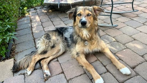 Photo of Ryatt, adoptable Australian Shepherd in Dana Point, California