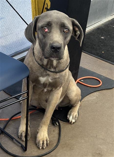 Photo of Hazel, adoptable Mixed Breed