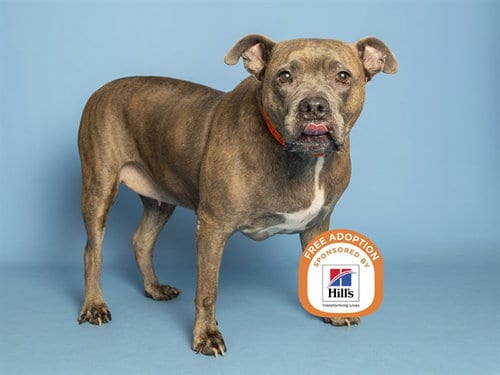 Photo of Sachi, adoptable American Pit Bull Terrier in Phoenix, Arizona