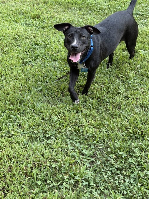 Photo of Sombra, adoptable Labrador Retriever in Ball Ground, Georgia