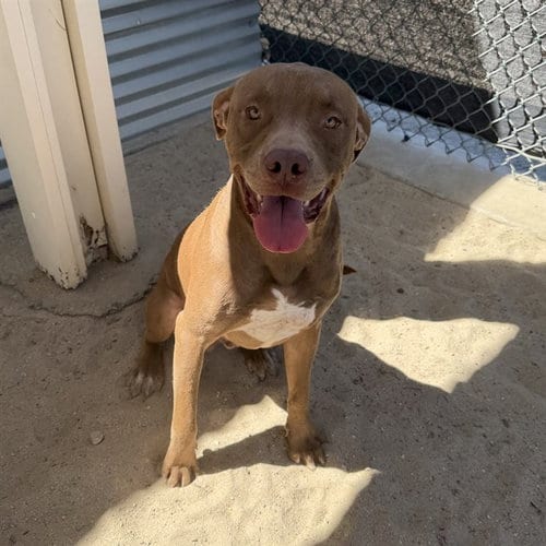 Photo of Bailey, adoptable Pit Bull Terrier in Thousand Palms, California