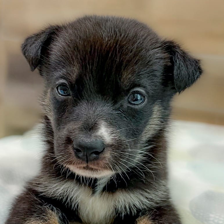 Photo of Kodiak Bear, adoptable Retriever, Labrador / Mixed Breed (Medium) in Chapel Hill, North Carolina