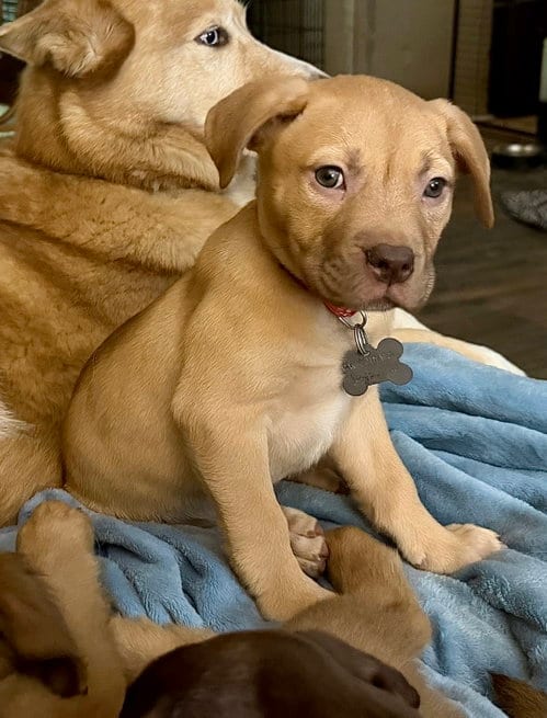 Photo of Rosalie- Belles & Beau Litter, adoptable American Staffordshire Terrier in Holly Springs, North Carolina