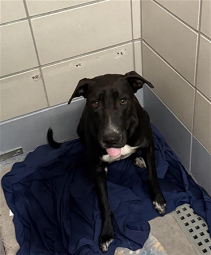 Photo of Senior Staffordshire Bull Terrier, adoptable Staffordshire Bull Terrier in Houston, Texas