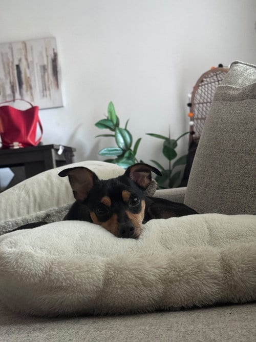 Photo of Cal- NO MORE APPLICATIONS PLEASE, adoptable Miniature Pinscher in Oakhurst, New Jersey