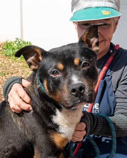 Photo of Skid Steer, adoptable dog in Chamblee, Georgia