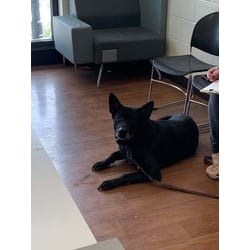 Photo of Nyx, adoptable German Shepherd Dog in Baton Rouge, Louisiana
