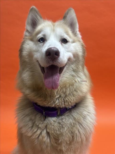 Photo of Winter, adoptable Siberian Husky in Hayward, California