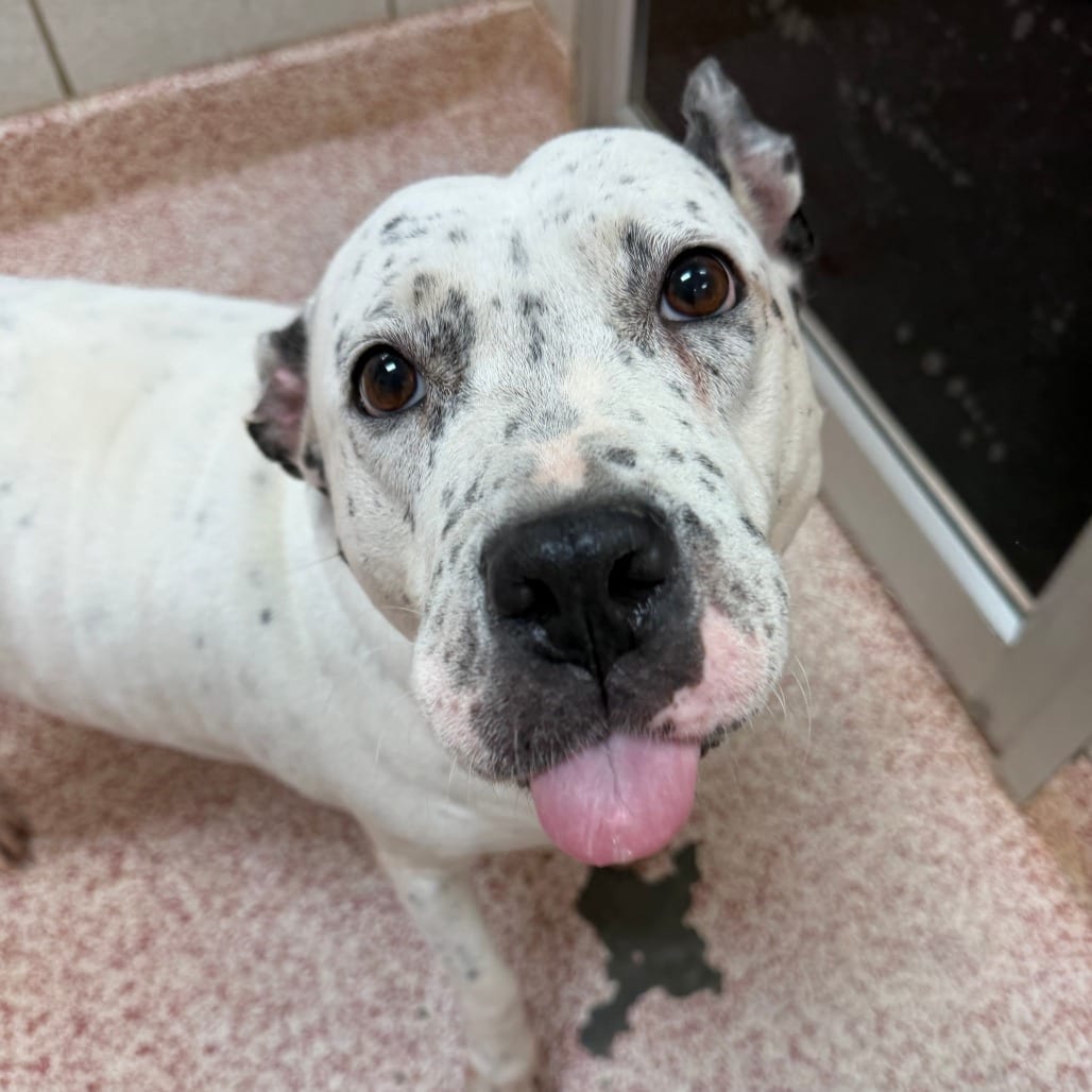 Photo of Lucy, adoptable Dalmatian in Houston, Texas