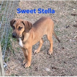 Photo of Stella, adoptable Redbone Coonhound Black Mouth Cur in Melbourne, Arkansas