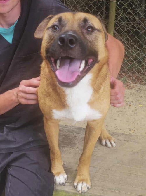 Photo of Grizzly, adoptable Shepherd in Orangeburg, South Carolina