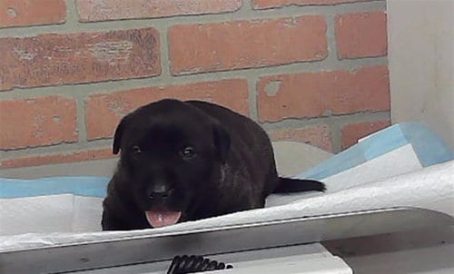Photo of A2099073, adoptable Labrador Retriever in Houston, Texas