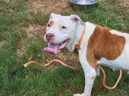 Photo of Lainey Wilson, adoptable dog in Atlanta, Georgia