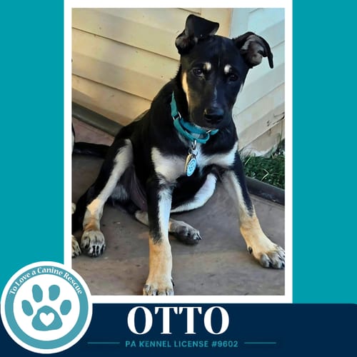 Photo of Otto (Prost Pups) 100326, adoptable German Shepherd Dog in Kimberton, Pennsylvania