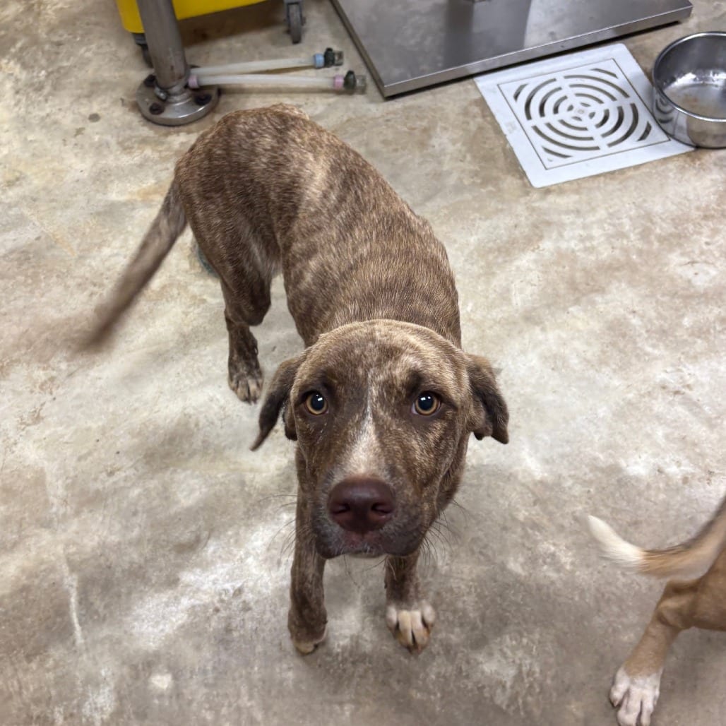 Photo of Terra - 072910U, adoptable Terrier / Mix in Tupelo, Mississippi