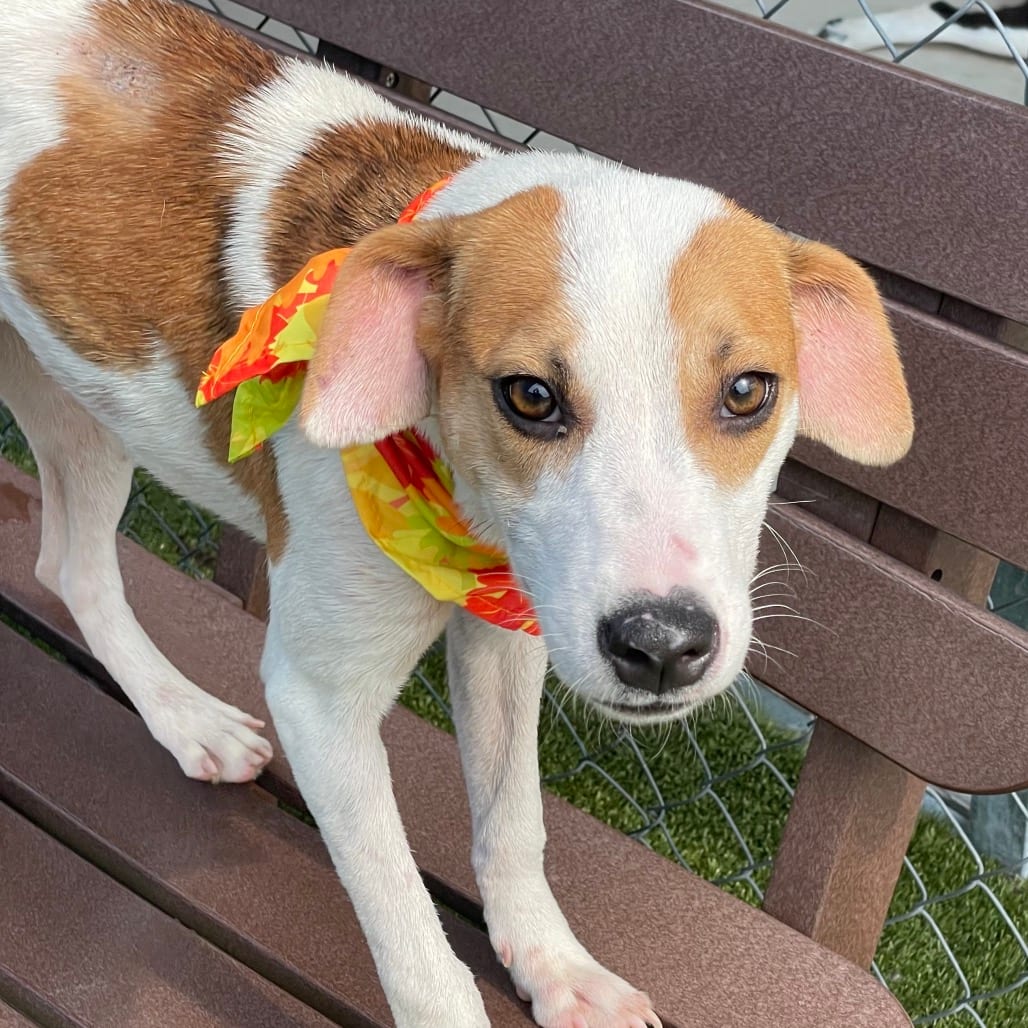 Photo of Miranda, adoptable Terrier, Pit Bull in Jacksonville, North Carolina