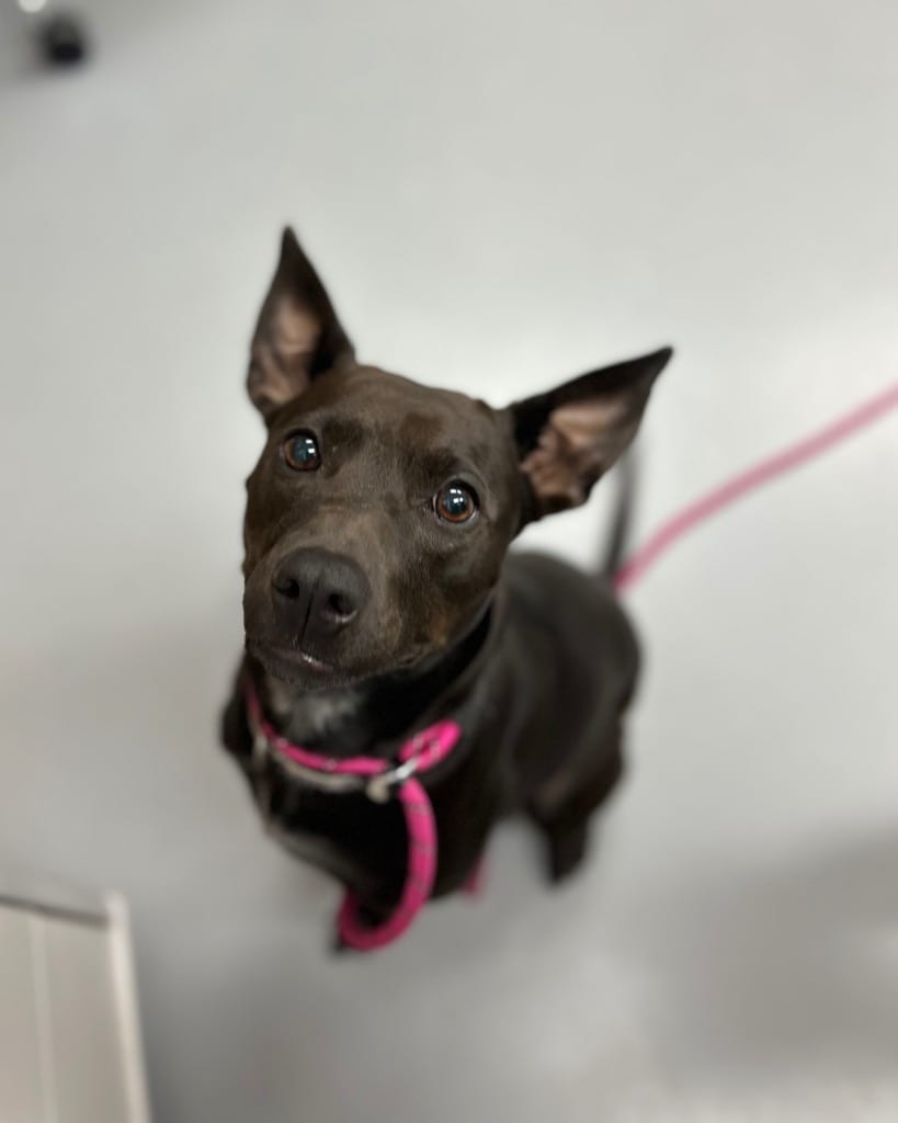 Photo of AhNuBiss, adoptable Australian Kelpie in Hartsville, South Carolina