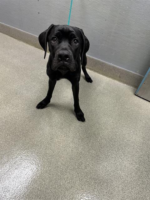 Photo of Bruce, adoptable Cane Corso Mastiff in Las Vegas, Nevada
