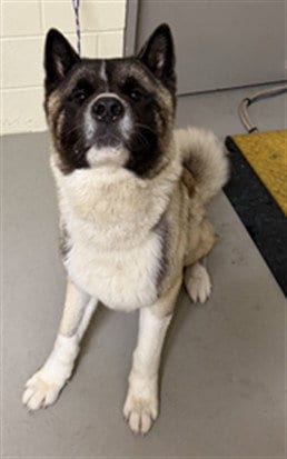 Photo of Dallas, adoptable Akita in Sanford, Florida